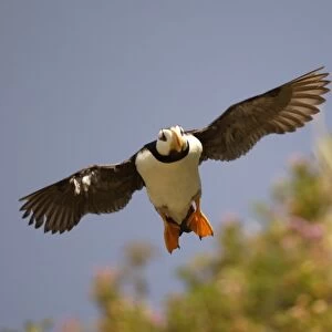 Horned Puffin In flight