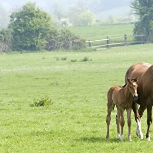 Horse - with foal grazing in field