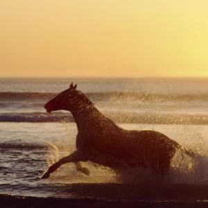 Horse galloping through surf CRH 933 At sunset - Nordkoek, Cape Town. South Africa © Chris Harvey / ardea. com