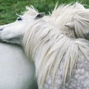Horse - Shetland Ponies