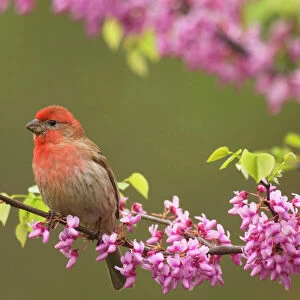House Finch - Male in redbud tree, spring