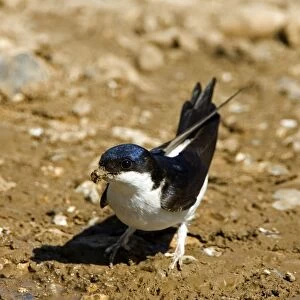 House Martin - Collecting mud for nest building. May, Breckland, Norfolk, U. K