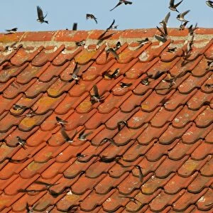 House Martin - Juveniles and adults sunning their selves on roof top - September - Norfolk - UK