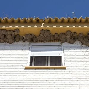 House Martin - Nests on underside of house - Coto Donana - Southern Spain