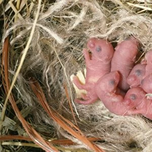 House Mouse - litter of new born mice