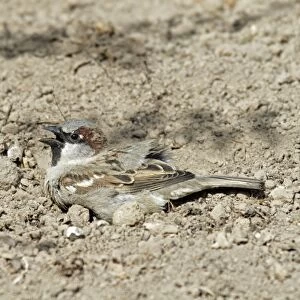 House Sparrow - male taking dust bath - Lower Saxony - Germany