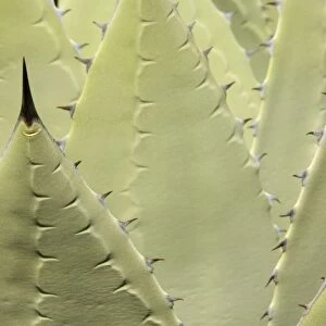 Huachuca Agave - Found in southwest Arizona, New Mexico and northern Mexico