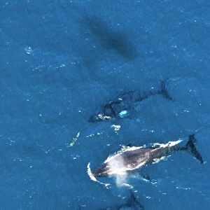 Humpback Whale - aerial view with Bottlenose dolphin, Platypus Bay, Fraser Island, Queensland, Australia JPF25522