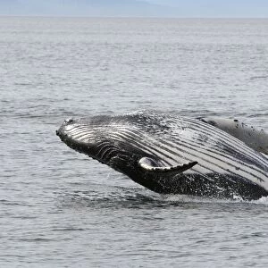 Humpback Whale - Breaching - The whale is leaping into the air rotating and landing on its back or side to create a chin-slap - inside Passage - Alaska