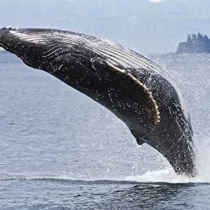 Humpback whale - Breaching - The whale is leaping into the air rotating and landing on its back or side to create a chin-slap - Frederick sound - inside Passage - Alaska