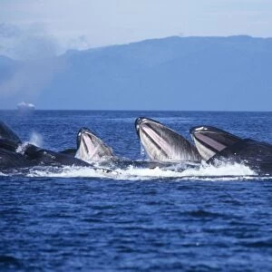 Humpback Whale - bubble-net or cooperative feeding Alaska