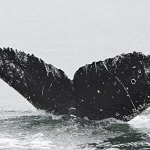 Humpback whale - Caudal fin with barnacles