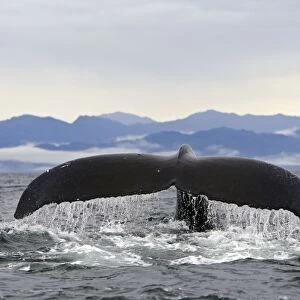 Humpback Whale - Caudal fin - Inside Passage - Alaska