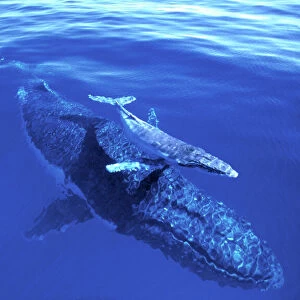 Humpback Whale - female & week old calf Vava'u group, Tonga, South Pacific Ocean JLR06266