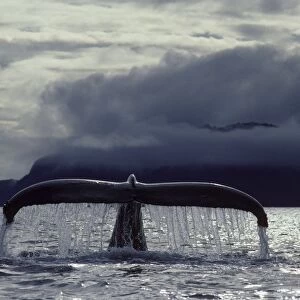 Humpback whale flukes Southeast Alaska CY 592