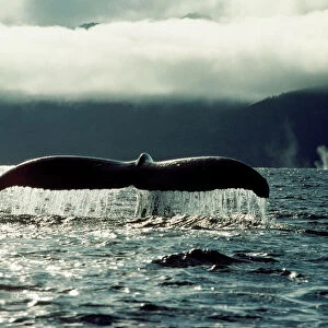 Humpback Whale - tail