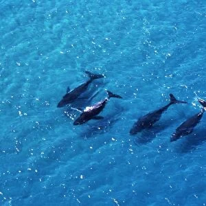 HUMPBACK WHALES - five migrating in shallow water