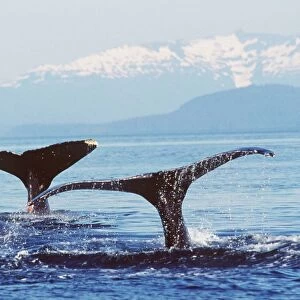 HUMPBACK WHALES - x two, tails