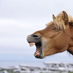 Icelandic Horse - yawning