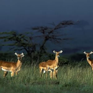 Impala - running. Maasai Mara - Kenya - Africa