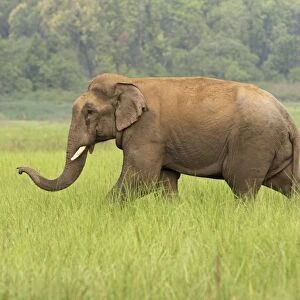 Indian / Asian Elephant. Corbett National Park - Uttaranchal - India