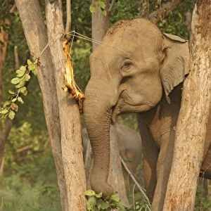 Indian / Asian Elephant - eating Sal bark Corbett National Park, Uttaranchal, India