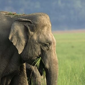 Indian / Asian Elephant - feeding - with grass in mouth - Corbett National Park - India