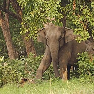 Indian / Asian Elephant stamping on tree trunk Corbett National Park, Uttaranchal, India