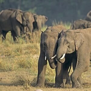 Indian / Asian Elephant (Tuskers) play-fighting, Corbett National Park, India