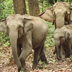 Indian / Asian Elephants coming out of Sal forest, Corbett National Park, India