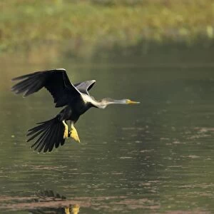 Indian Darter / Snakebird / Anhinga - Landing on water - Keoladeo Ghana National Park - Bharatpur - Rajasthan - India BI017505