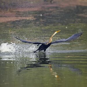Indian Darter / Snakebird / Anhinga - Taking off from lake - Keoladeo Ghana National Park - Bharatpur - Rajasthan - India BI017499