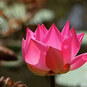 Indian lotus/ sacred lotus / bean of India / sacred waterlily