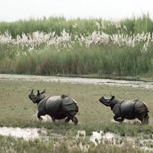 Indian Rhinoceros Chitwan National Park, Nepal