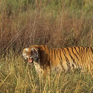 Injured Royal Bengal Tigress roaring - probably injured in a fight with a male Tiger to save her only cub, Corbett National Park, India