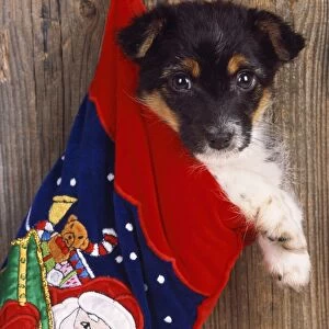 Jack Russell Terrier Cross - puppy in Christmas stocking