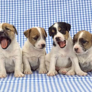 Jack Russell Terrier Dog - puppies on blue gingham