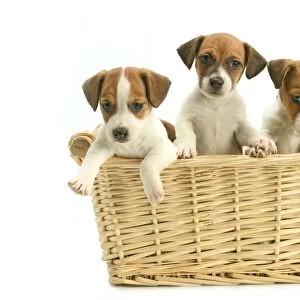 Jack Russell Terrier Dogs - Three puppies in basket