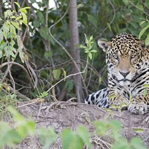 Jaguar - lying down - Cuiaba River - Brazil *Digitally removed branch in foreground