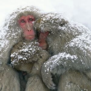 Japanese Macaque Joshinetsu Korgen National Park, Shiga Highlands, Honshu, Japan