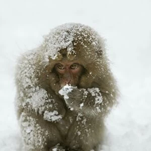 Japanese Macaque Monkey - young, huddled in snow. Hokkaido, Japan