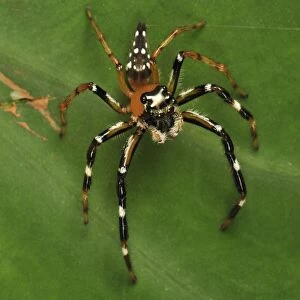 Jumping spider - Gunung Leuser National Park - Northern Sumatra - Indonesia