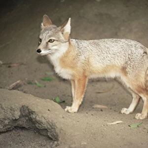 Kazakhstan Corsac Fox