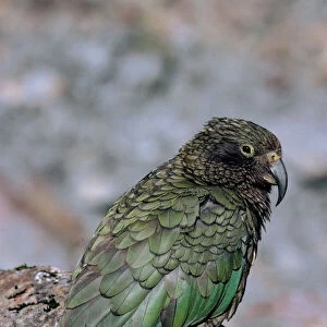 Kea - Endangered species, New Zealand, endemic to New Zealand JPF19092
