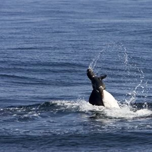 Killer whale / Orca - activity during an attack on young Northern Elephant seal (Mirounga angustirostris) by three members of a pod of transient killer whales. Photographed in Monterey Bay - Pacific Ocean - California - USA