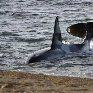 Killer whale / Orca - The adult male known as "MEL", 45 to 50 years old when these images were taken (March 2006), hunting South American Sea lion pups on a beach at Punta Norte, Valdes Peninsula, Province Chubut, Patagonia, Argentina