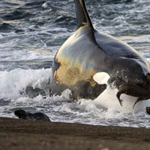 Killer whale / Orca - The adult male known as "MEL", 45 to 50 years old when these images were taken (March 2006), hunting South American Sealion pups on a beach at Punta Norte, Valdes Peninsula, Province Chubut, Patagonia, Argentina