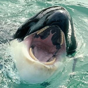Killer Whale - Sea World, San Diego, California, USA