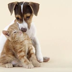 Kitten & Jack Russell puppy