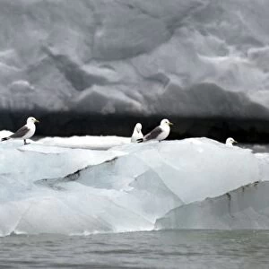 Kittiwakes On iceberg Spitzbergen